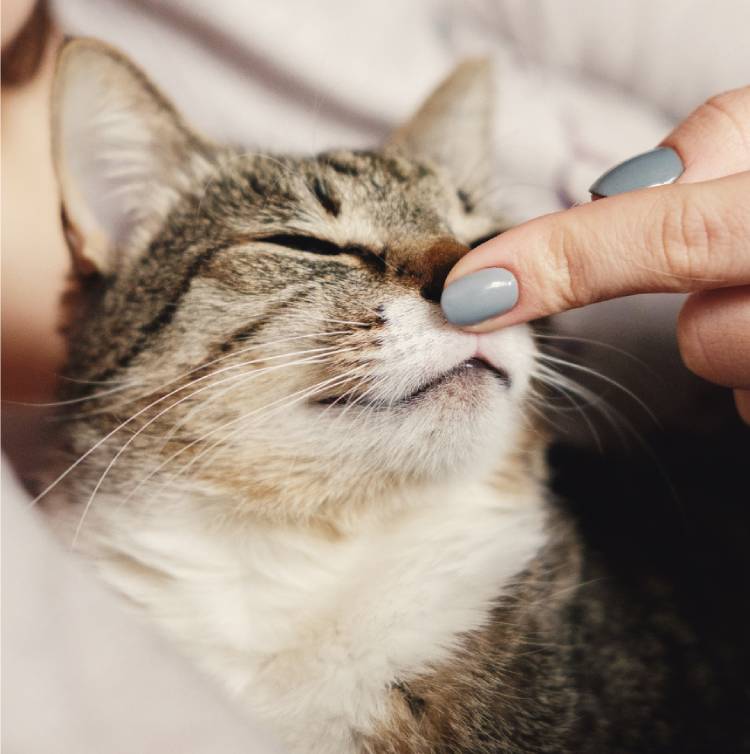 a person petting a cat