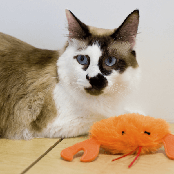 Cat with a toy on table
