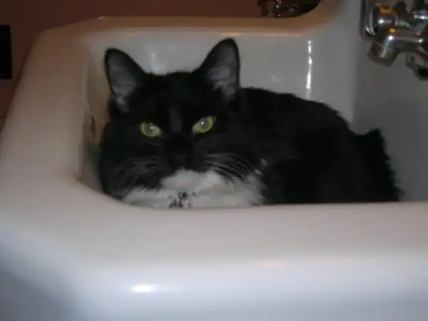 a cat lying in a sink