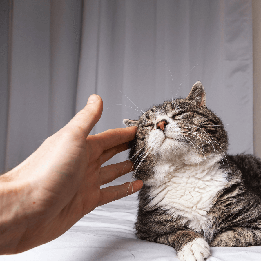 A person's hand petting a cat