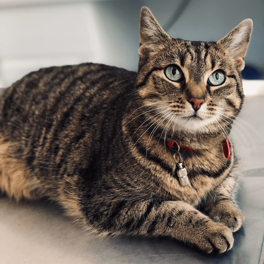 Brown Tabby cat with a collar