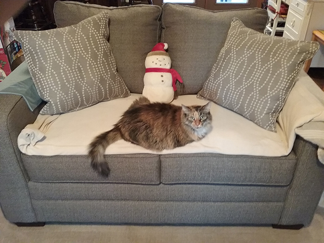 Cat laying on sofa
