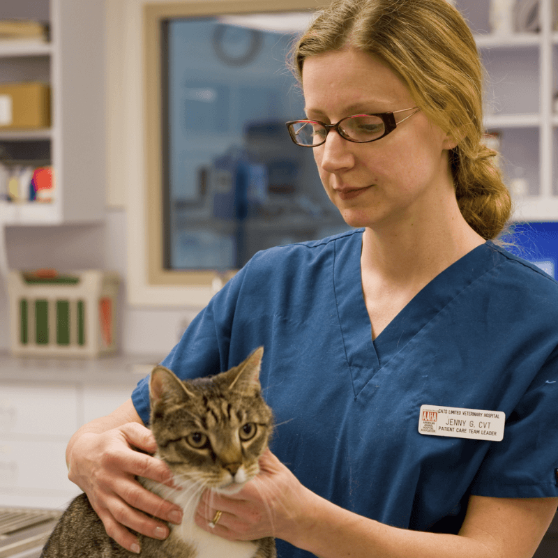 Veterinarian  examining a cat