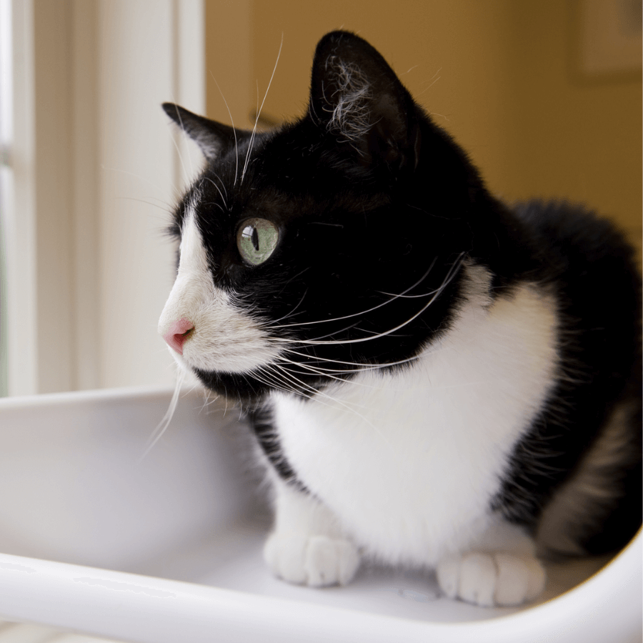 Cat sitting near a window