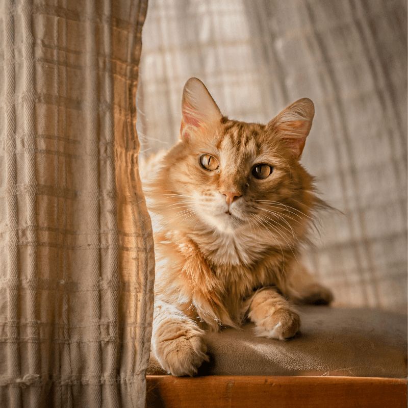A cat laying between curtains