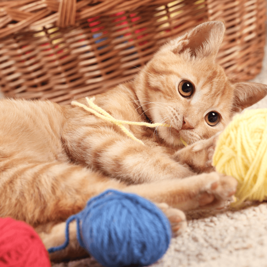 a cat playing with yarn