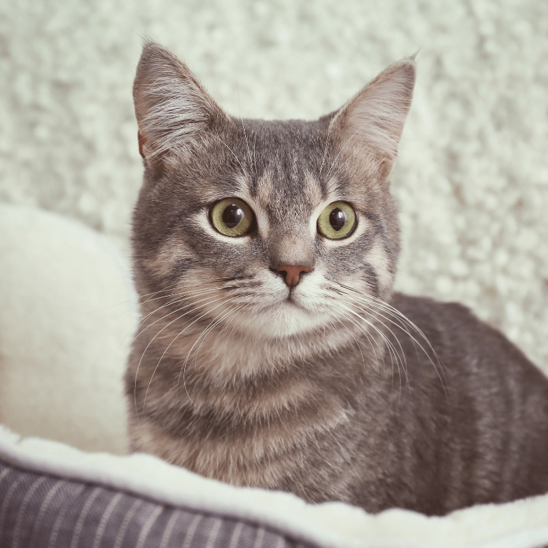 A grey cat in cat bed