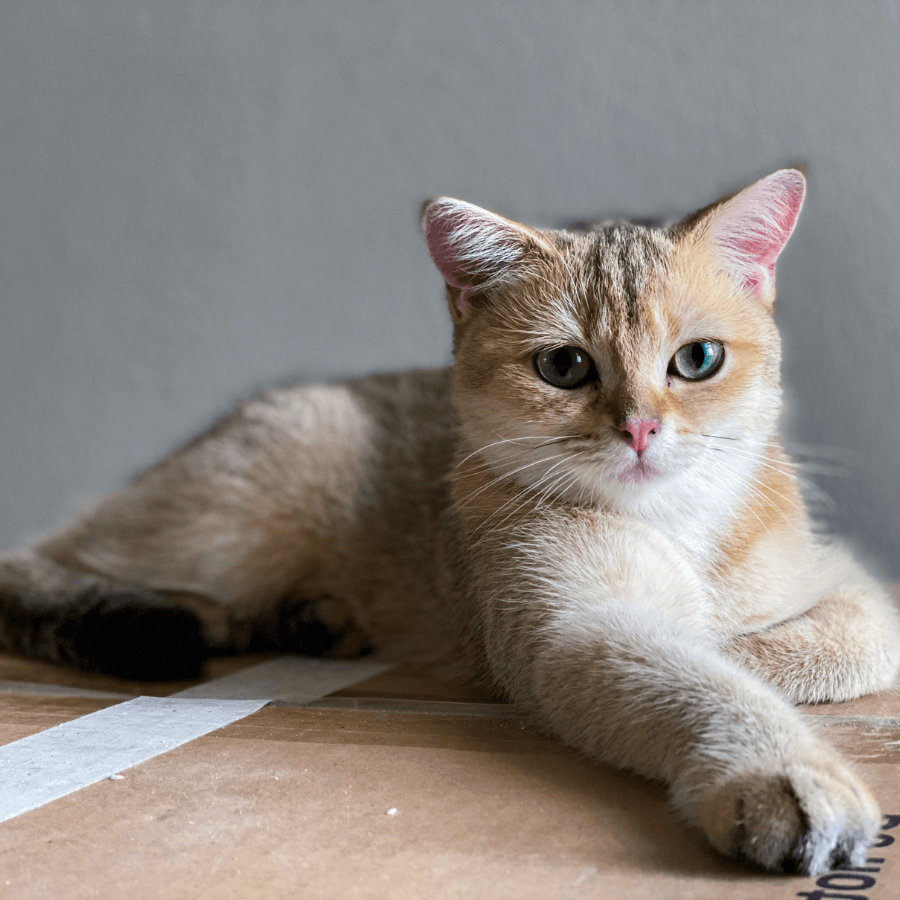 Cat laying on cardboard