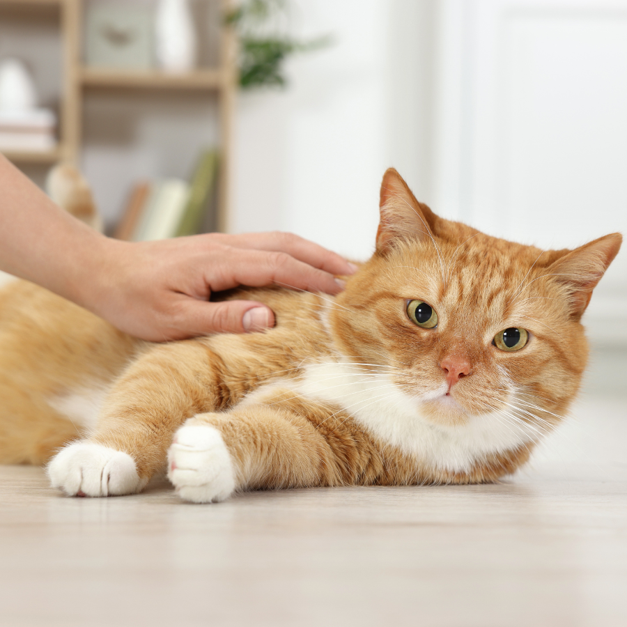 a hand petting a cat laying on floor