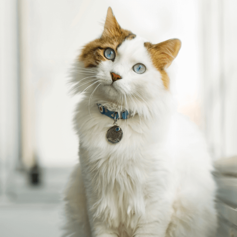 a cat with blue eyes and a collar