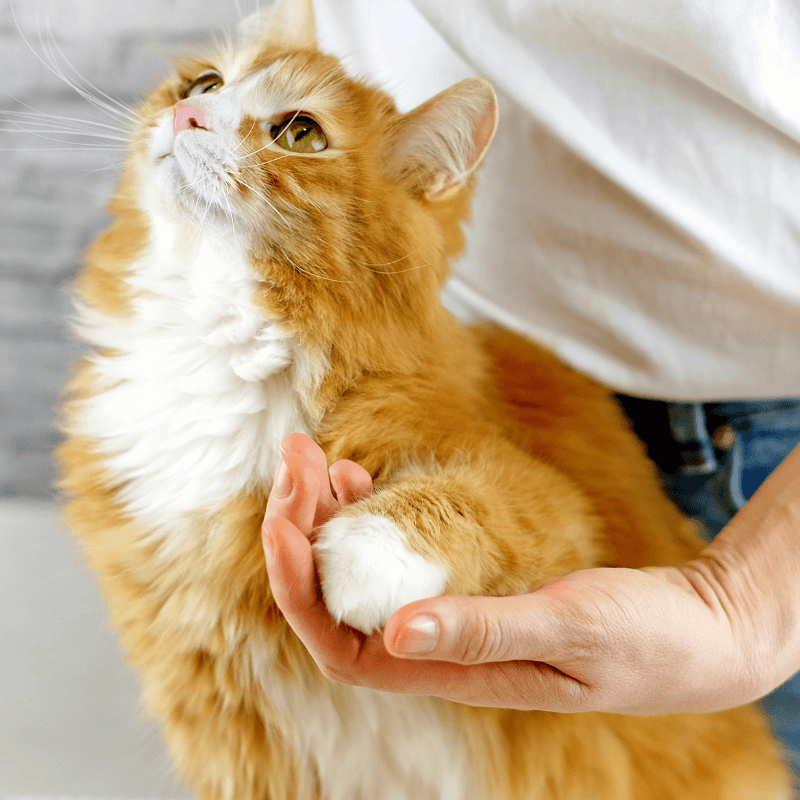 Person petting a cat