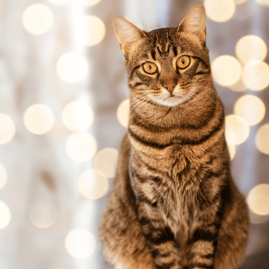 Cat in a lights background