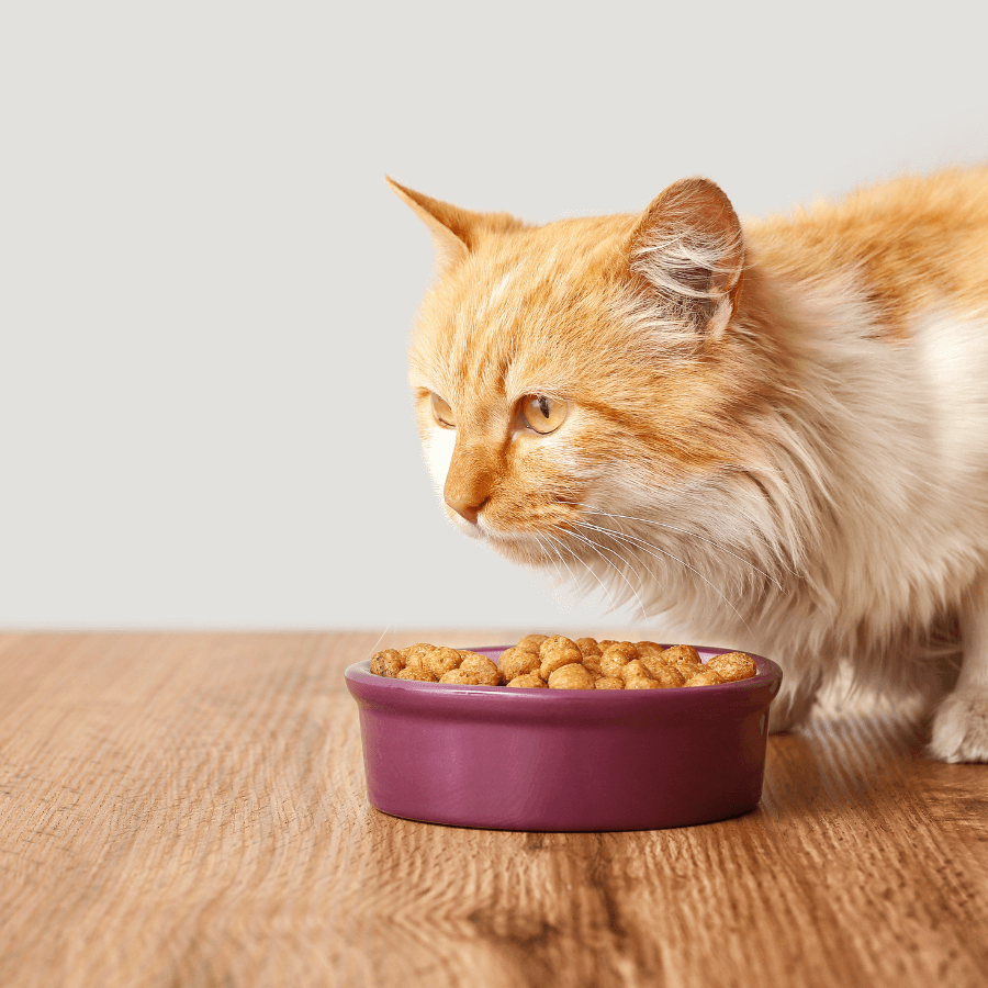 A cat having food from bowl