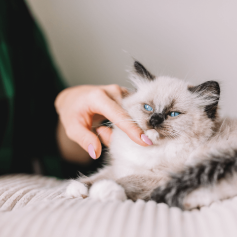 Cat Parasite Prevention In West Hartford, CT | Cats Limited Vet