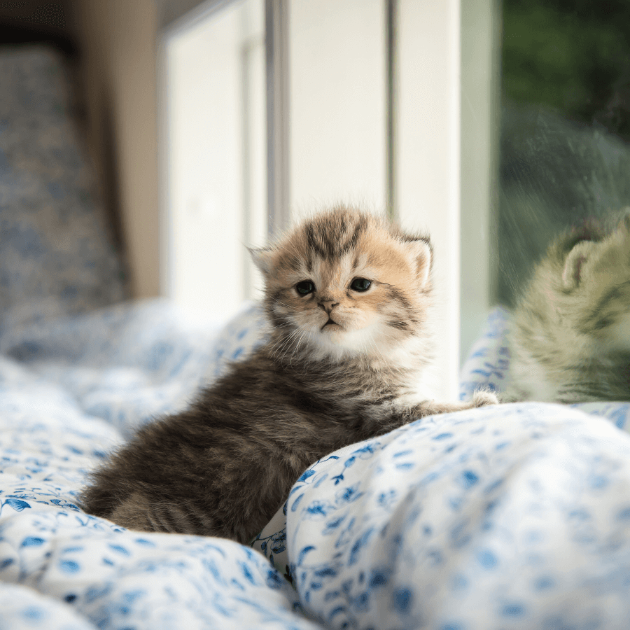 Kitten laying on a bed