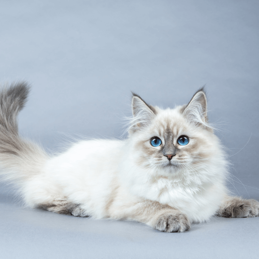 Cat laying against a grey background