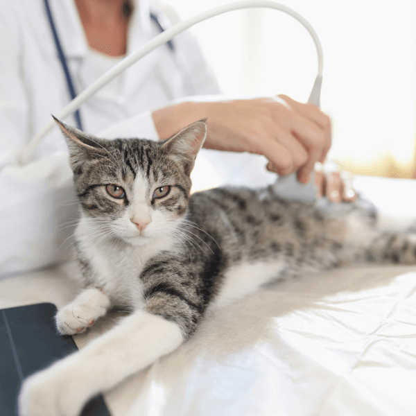 Veterinarian doing cat ultrasound 