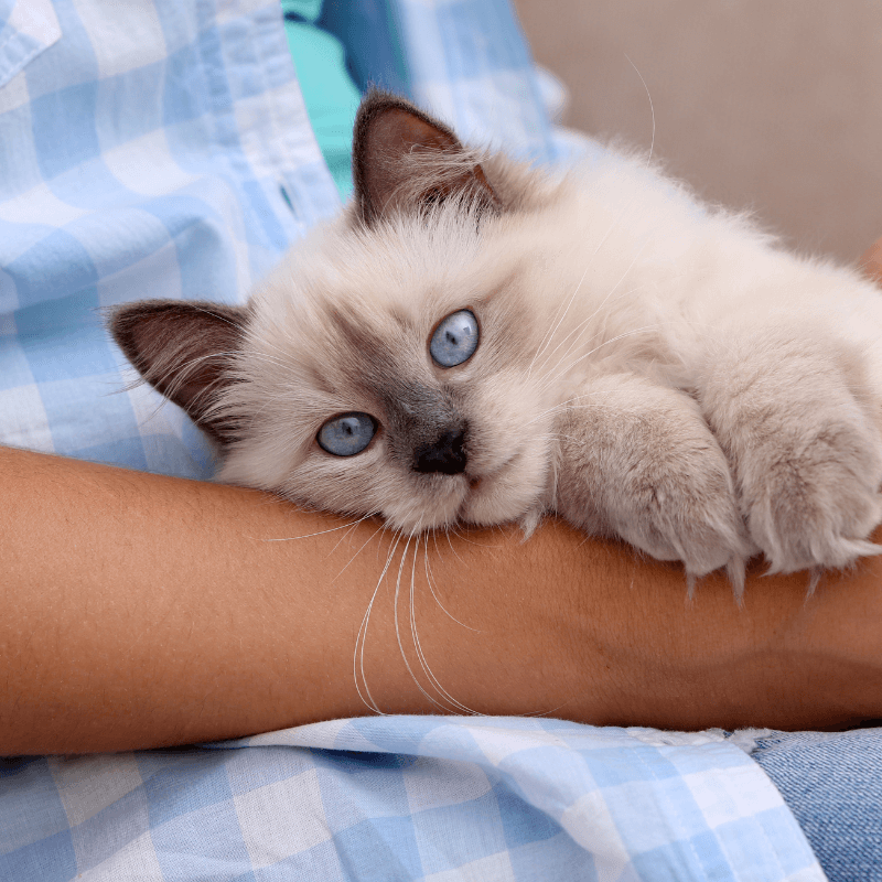 Cat lying on a person's hand