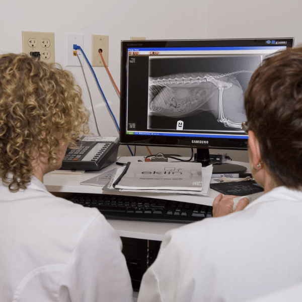 Veterinarians examining a digital X-ray