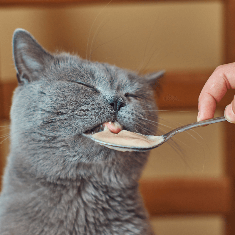 A person feeding a cat with spoon