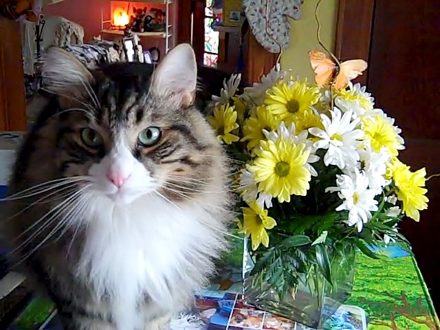 Cat sitting near flower vase