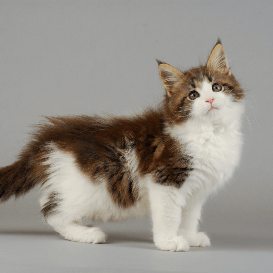 A kitten on a grey background looking up
