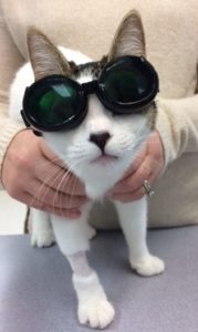 a person holding a cat wearing laser safety glasses