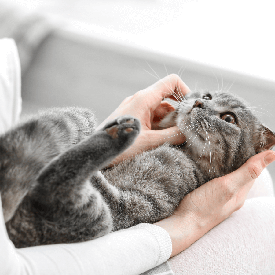 Cat laying on a person's hand
