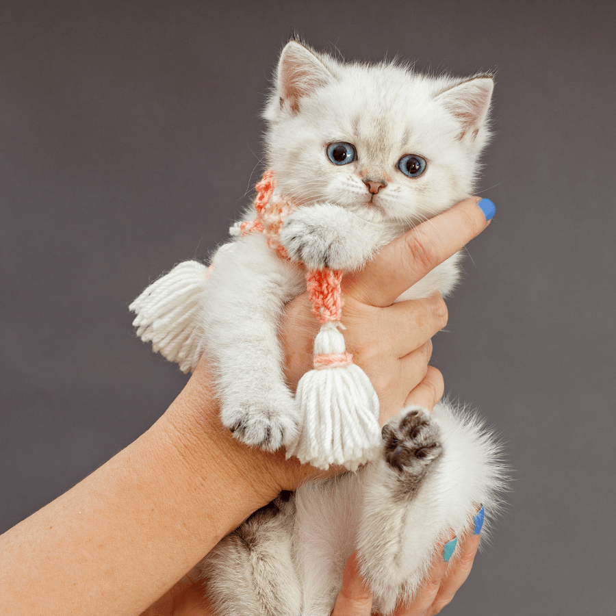 a person's hand holding a kitten