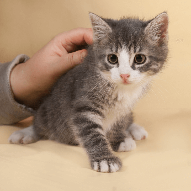 Person's hand petting a kitten