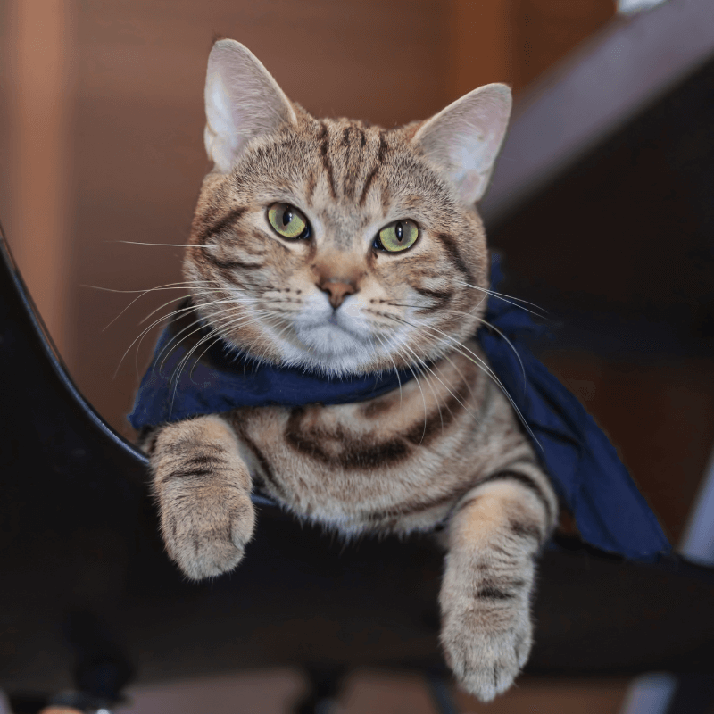 A cat with blue bandana on a chair