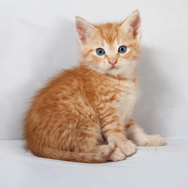 An orange kitten