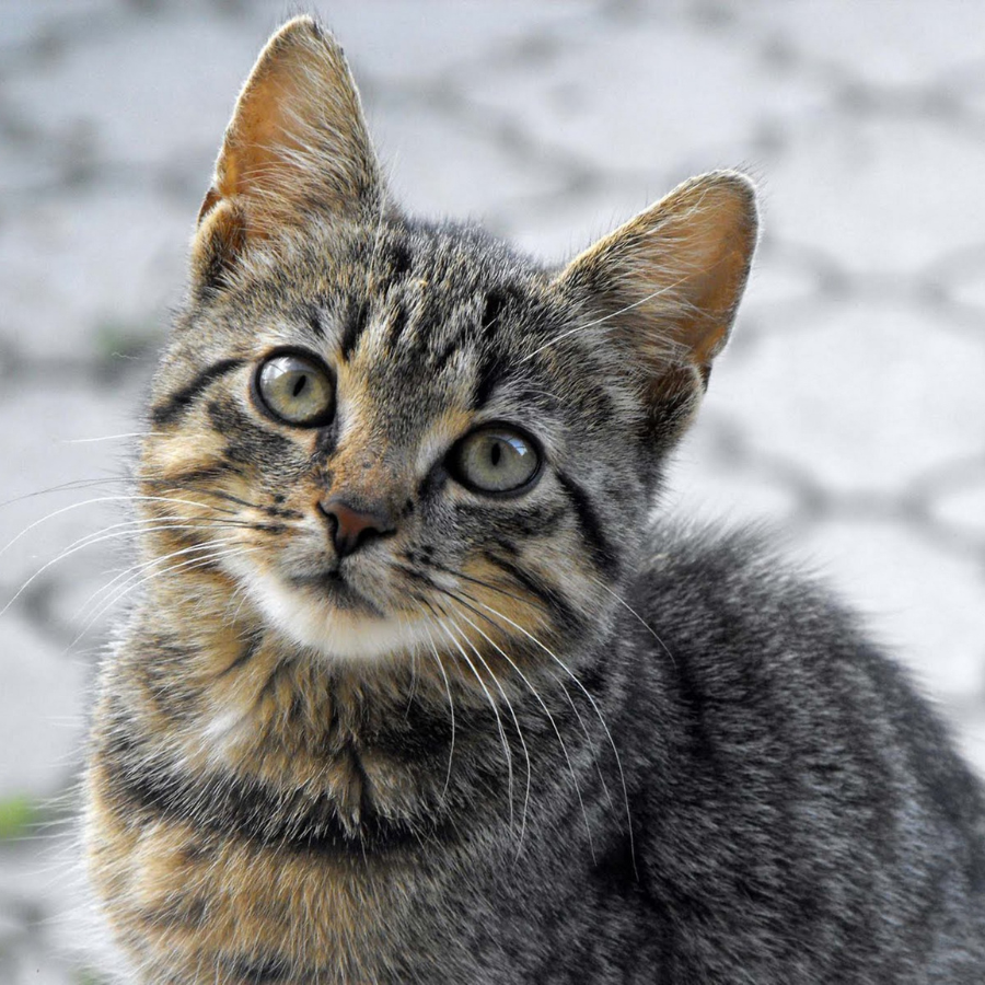Brown Tabby cat with a collar