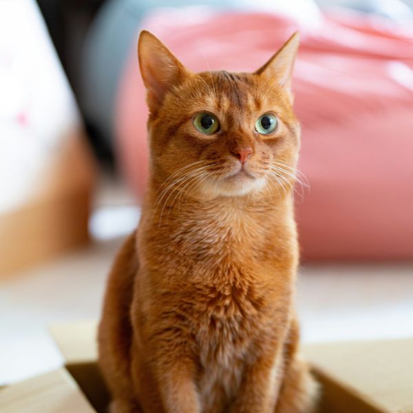 Veterinarian and a person holding a cat