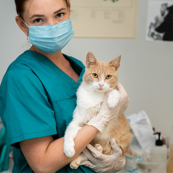 vet hold a cat