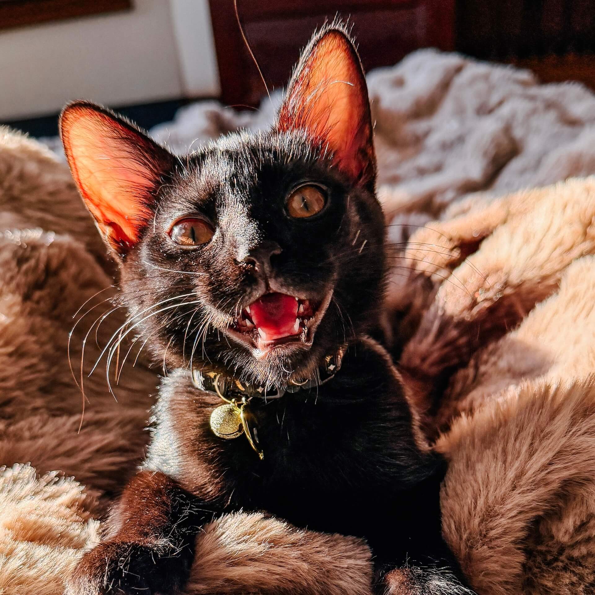 kitten Goblin