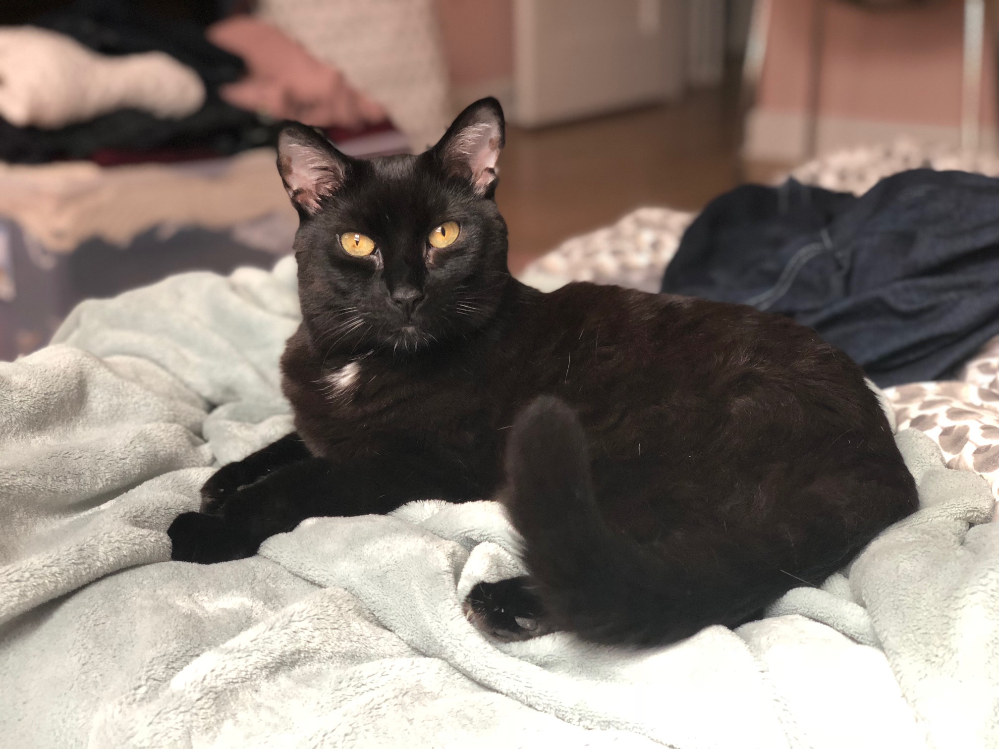 kitten Goblin